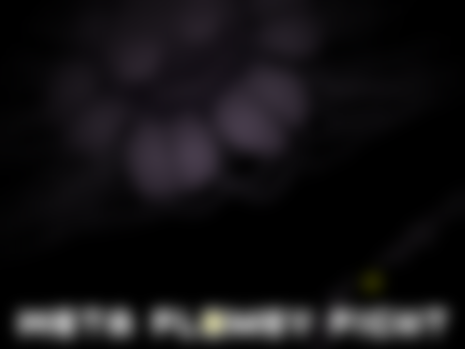 Title card from RatchetJobaria's Undertale Yellow Meta Flowey fight, a dark flower above the words META FLOWEY FIGHT.